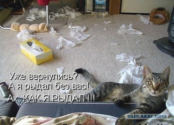 Весёлые картинки
