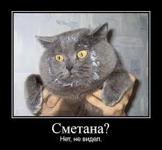Котэ, которых застали врасплох