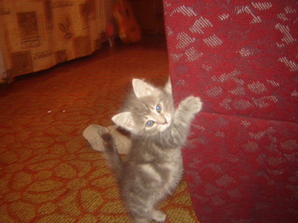 Щенки, которые с возрастом стали занимать
