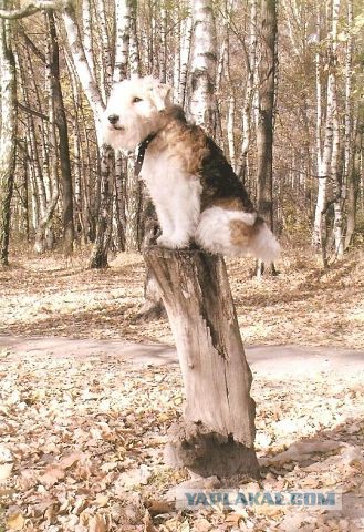 Фотограф взял собаку из приюта