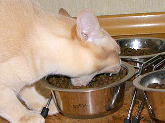 Коты, кошки, котята