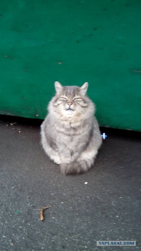 Котовторник 02.02.2016