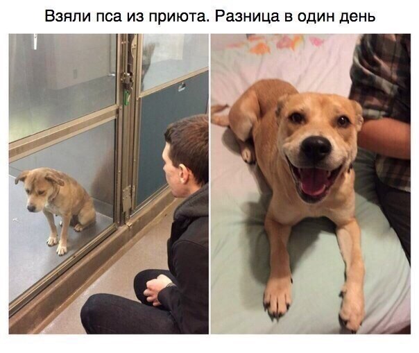 Мохнатые беспредельщики