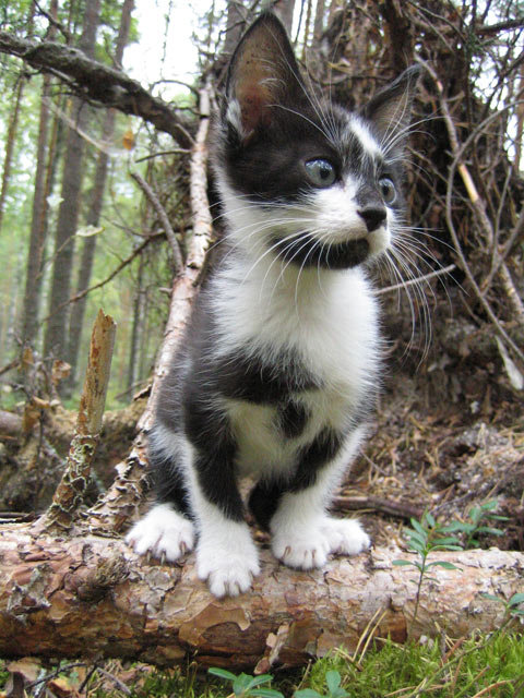 Коты, кошки, котята