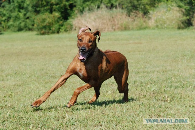 20 животных попавших в затруднительную ситуацию