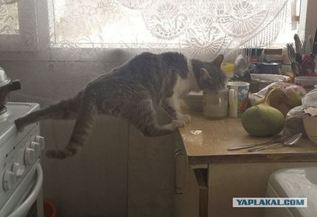 Когда животным делеть нехрен