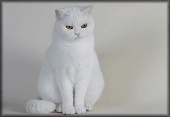 Котомёт на вторник