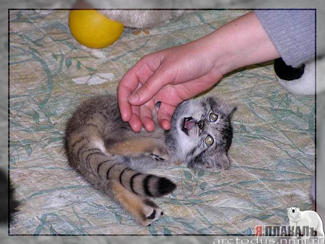 Другие кошки
