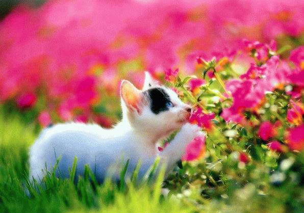 Котовторник на ЯПе (29.01)