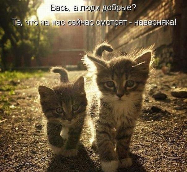 Прикольные животные