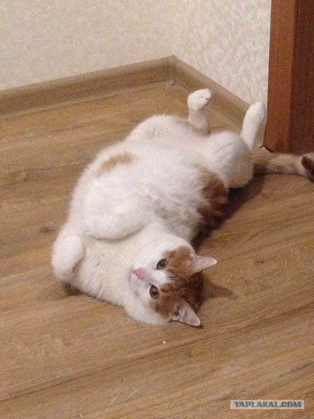 Котовторник 10.01.2017