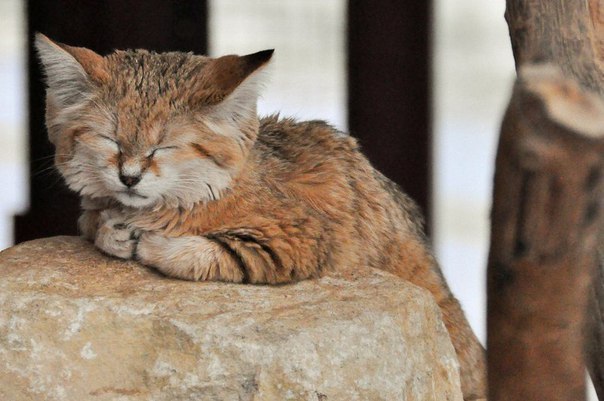 Коты и Кошки