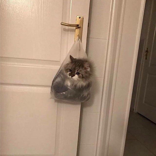 Коты и Кошки