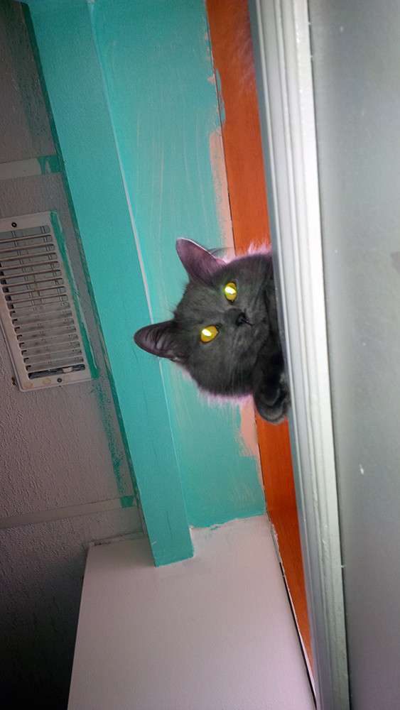 Коты и Кошки