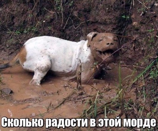 Подборка забавных животных