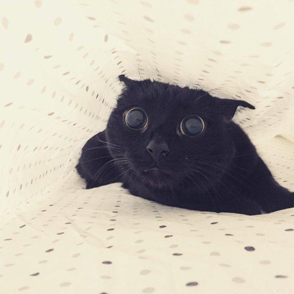 Коты и Кошки