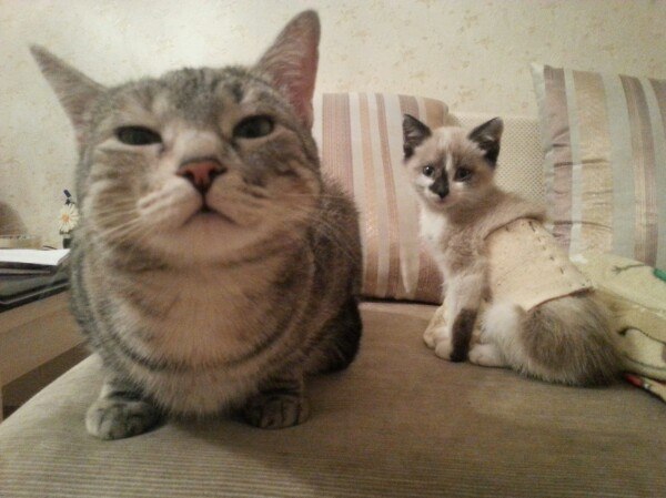 Коты и Кошки