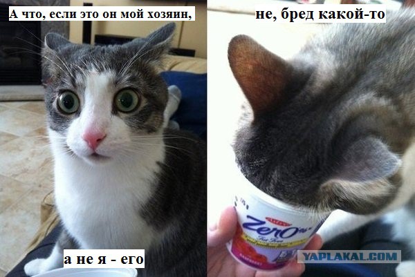 Семён Слепаков. Котозависимость