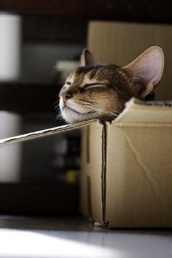 Коты и Кошки