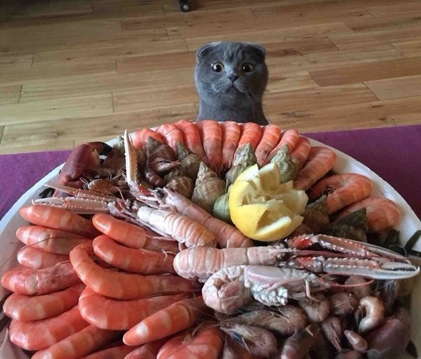 Коты и Кошки