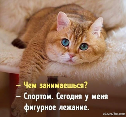 Котовторник 13.03.2018