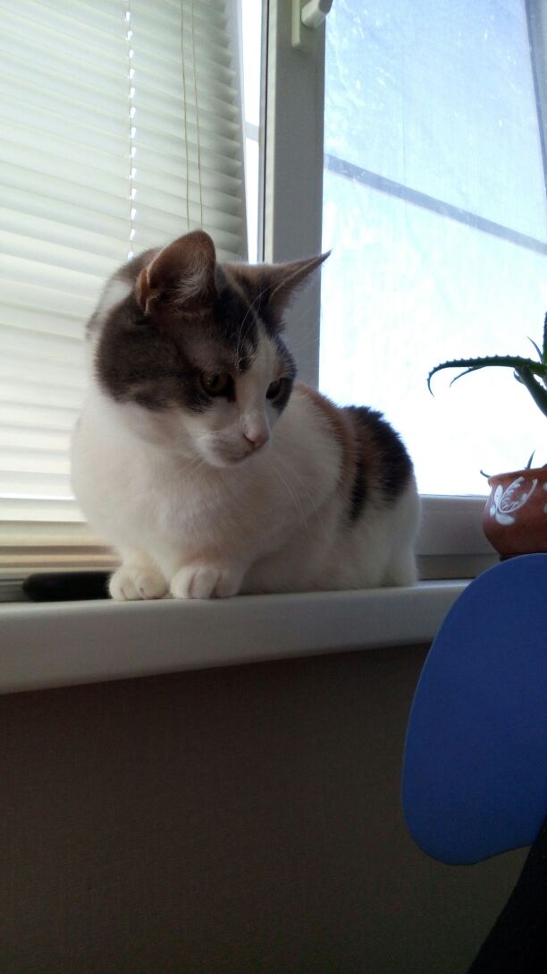 Котовторник 13.03.2018