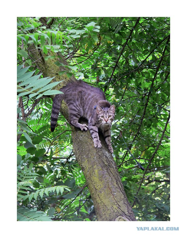 Ура, котовторник! (01.07.2008)