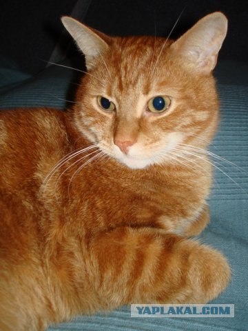 Котовторник на ЯПлакалъ (15.07.2008)