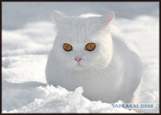Даёшь Котовторник на ЯПе! (29.07.08)