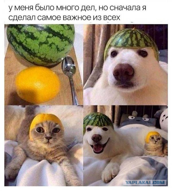 Опять обдолбался, паршивец!?