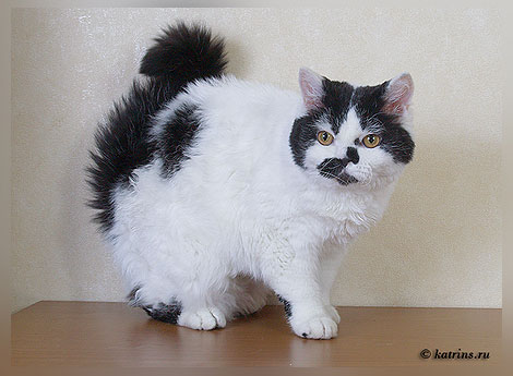Котовторник (02.06.2009)