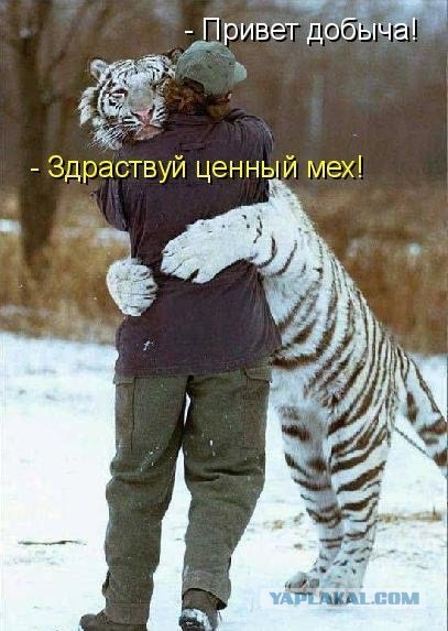 Картинки о животных