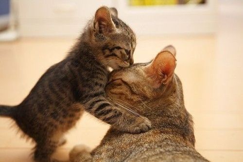 Котовторник на 22 июня