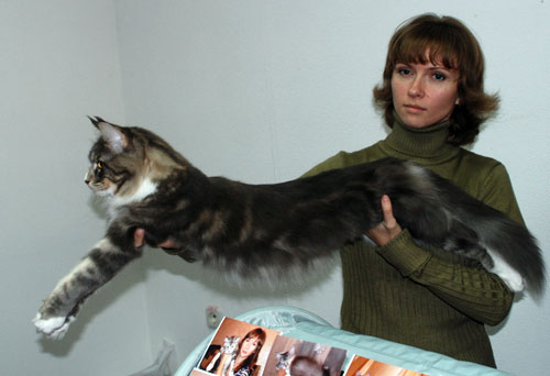 Выставка кошек