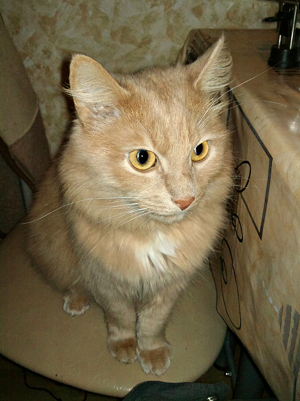 Котовторник! 08.11.11