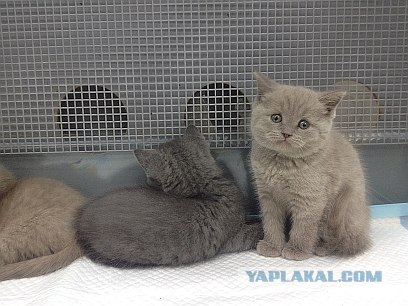 Котовторник  от 3.04.2012
