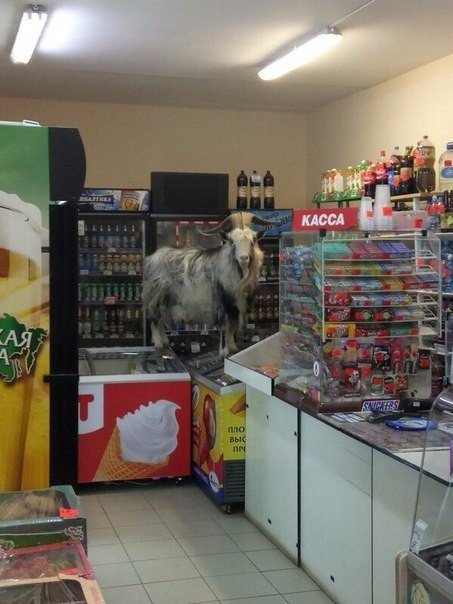 Живность из сети