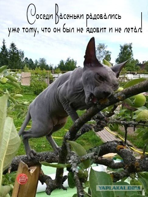 Женщина, отъ*битесь от Анатолия!
