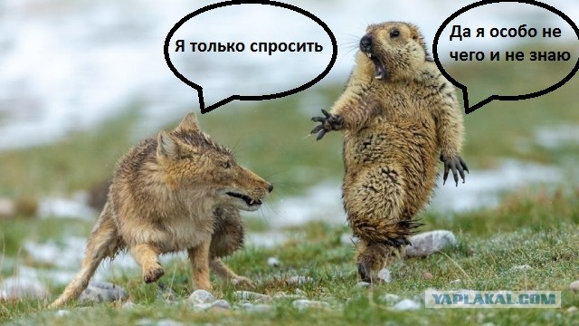 Зверский аппетит