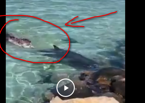 Что происходит на видео? Срочно требуется кэп ...