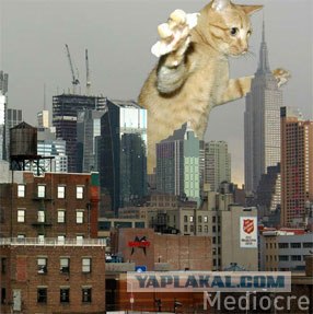 Коты атакуют
