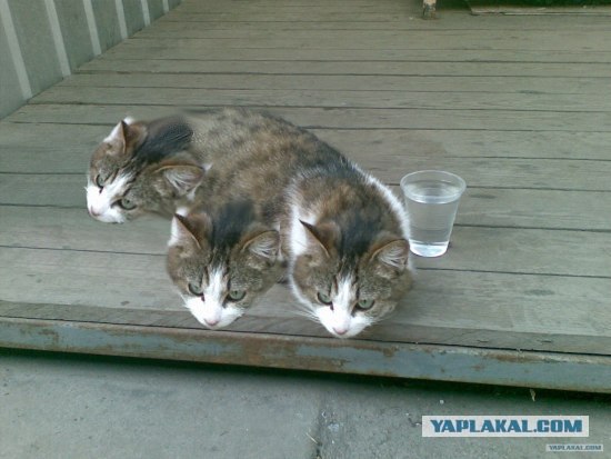 Фотожаба: Лето. Коту жарко