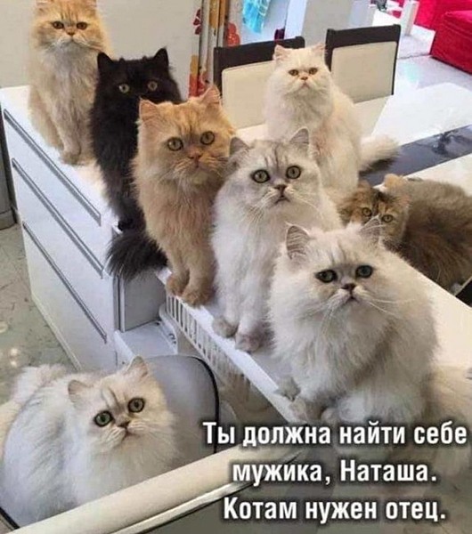 Мемы про Наташу