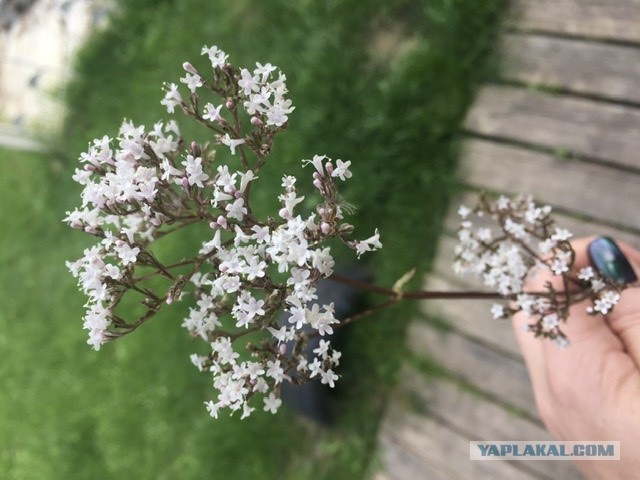 Удобная женщина для харизматичного мужчины
