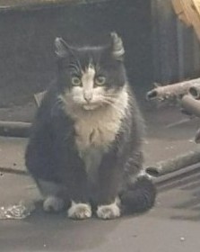 Коты ишачат на заводе