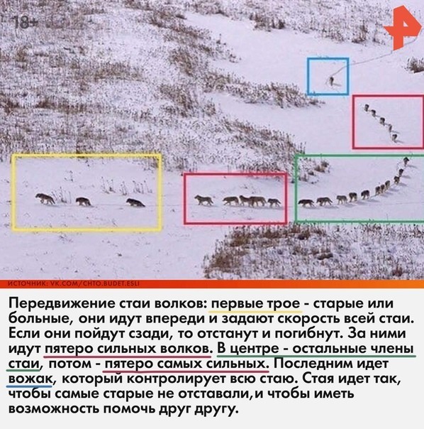 "Это вам не овечек считать"