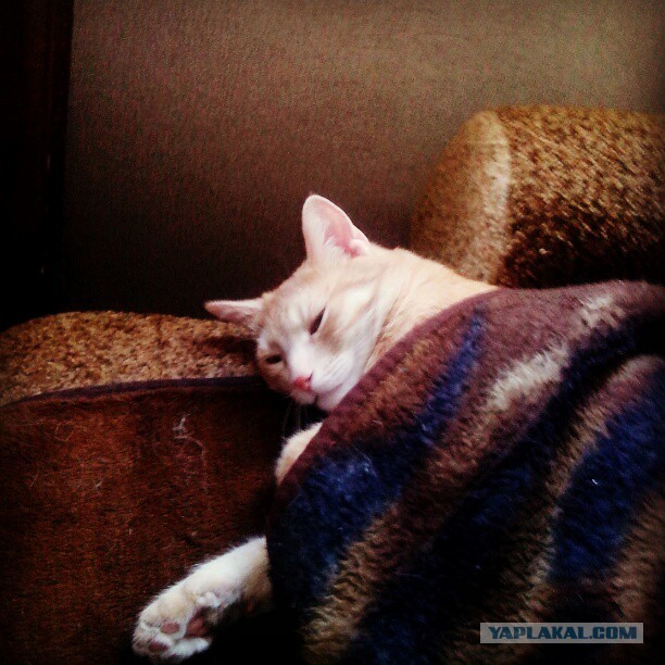 Котовторник 09.04.2013