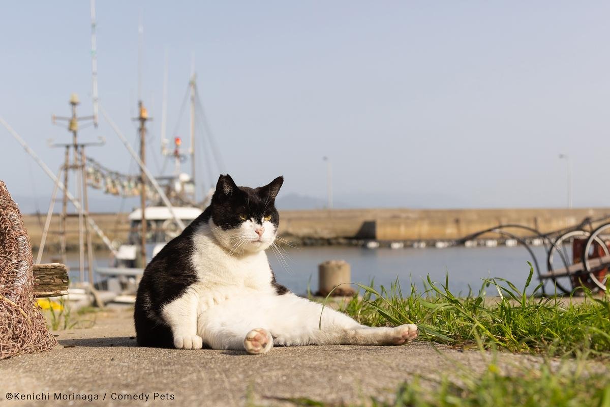 12 самых смешных котов в истории комического конкурса Comedy Pet Photography Awards