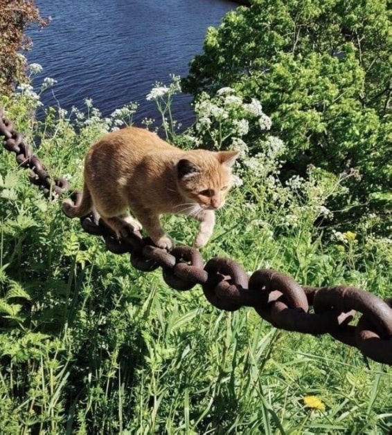 Так всякие картинки