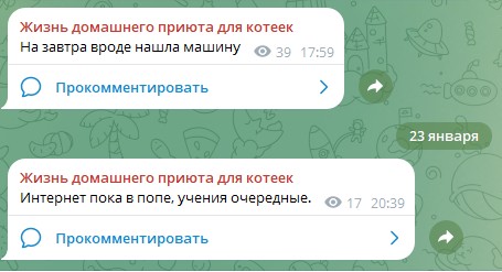 Жизнь домашнего приюта для котеек 569